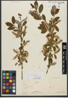 Foto von Salix triandra subsp. amygdalina (L.) Schübl. & G. Martens